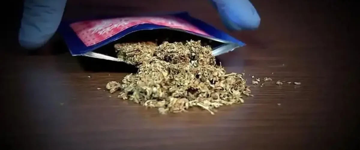 Droga K9 - efeitos, sintomas, riscos e tratamento - blog terra nova